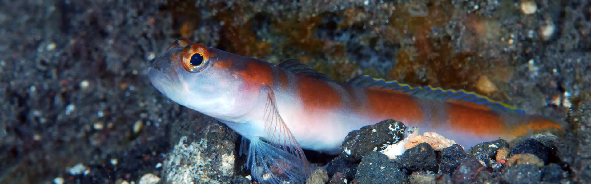 the-ornate-shrimpgoby